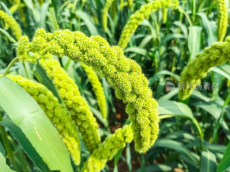 The thriving millet 繁盛するキビ